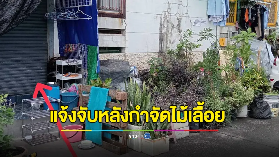 สาวคอนโดสุดงง ถูกเพื่อนบ้านแจ้งจับ หลังกำจัดไม้เลื้อย