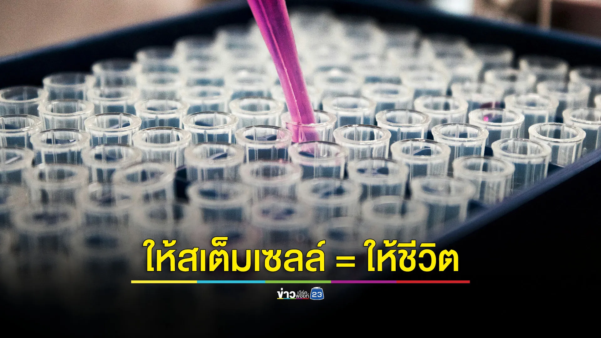 วันผู้บริจาคสเต็มเซลล์โลก 2567 10 ปี แห่งการให้...  ให้ STEM CELLS = ให้ชีวิต” 