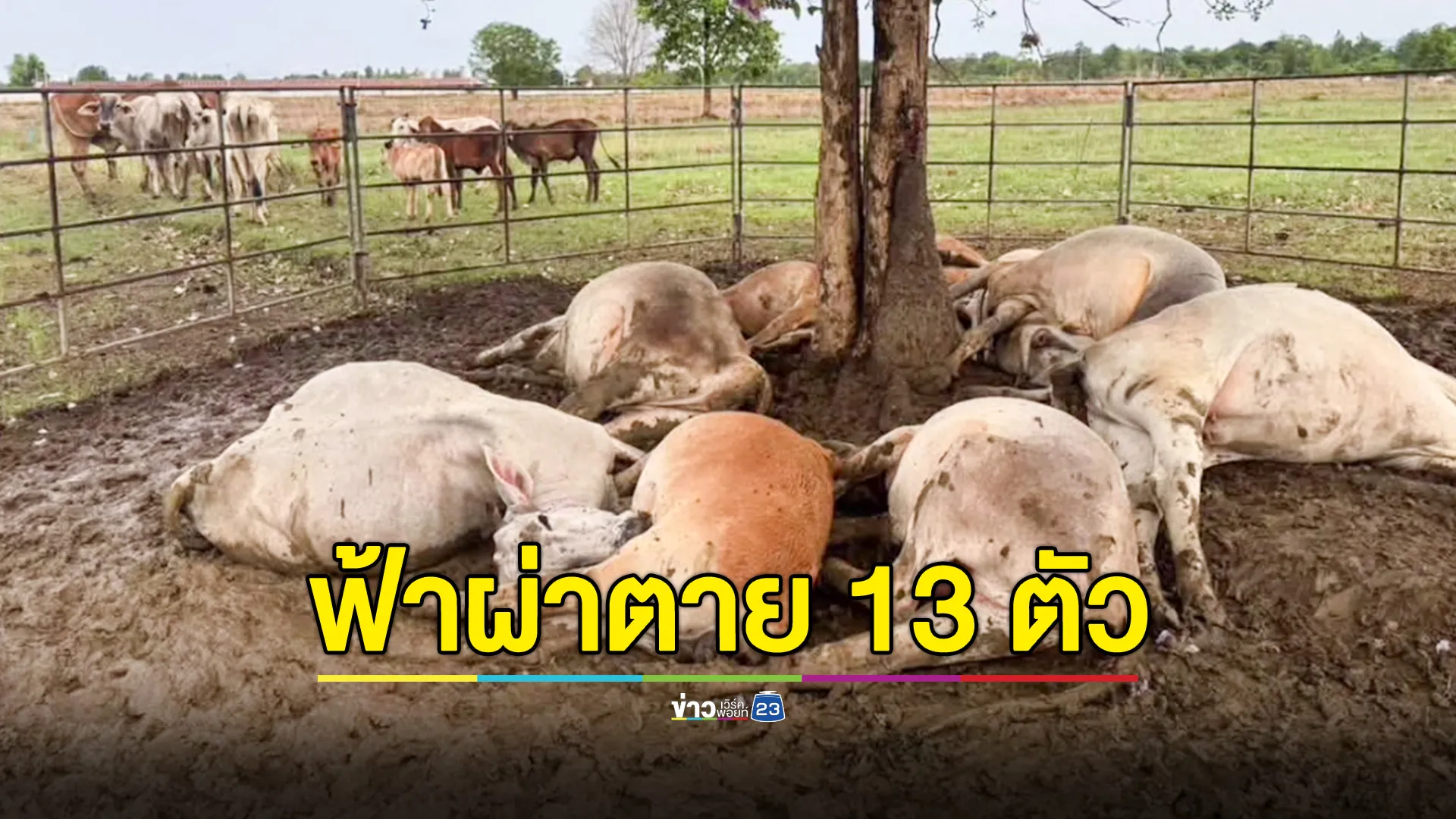 พายุกระหน่ำ ฟ้าผ่าลงกลางทุ่งนา วัวตายทันที 13 ตัว