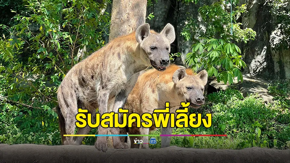 ประกาศรับสมัครพี่เลี้ยง "ไฮยีน่า" มาแป๊บเดียวหายไปไหนไม่บอก