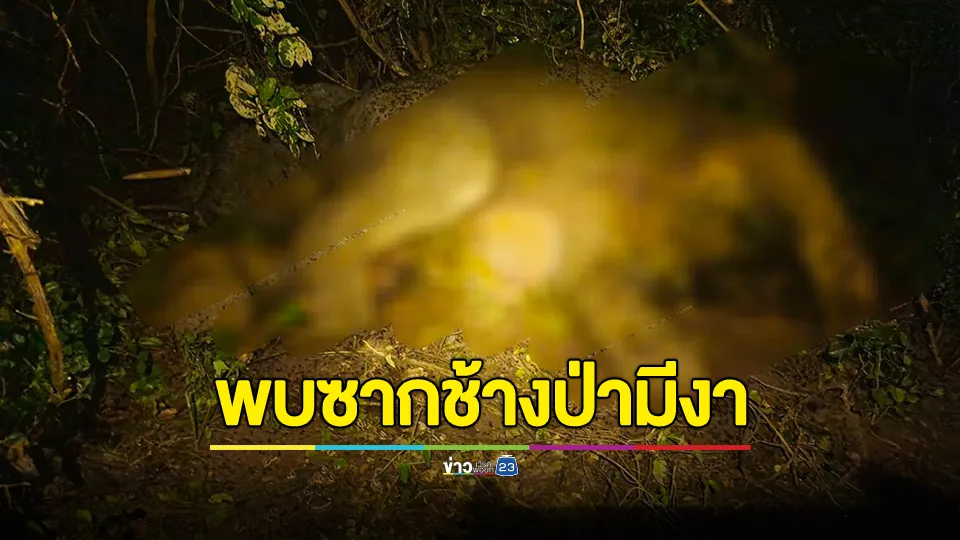 พบซากช้างป่ามีงาในอุทยานฯ กุยบุรี 