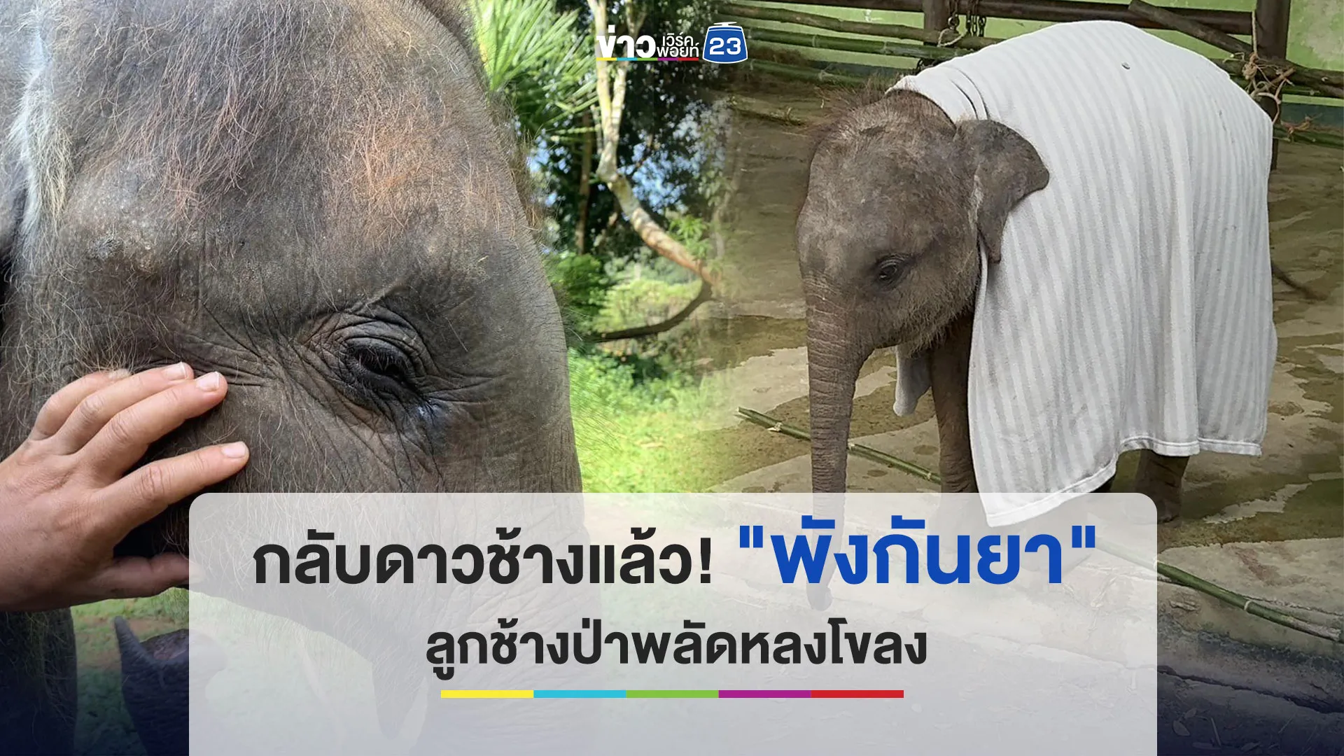 กลับดาวช้างแล้ว! "พังกันยา" ลูกช้างป่าพลัดหลงโขลง 