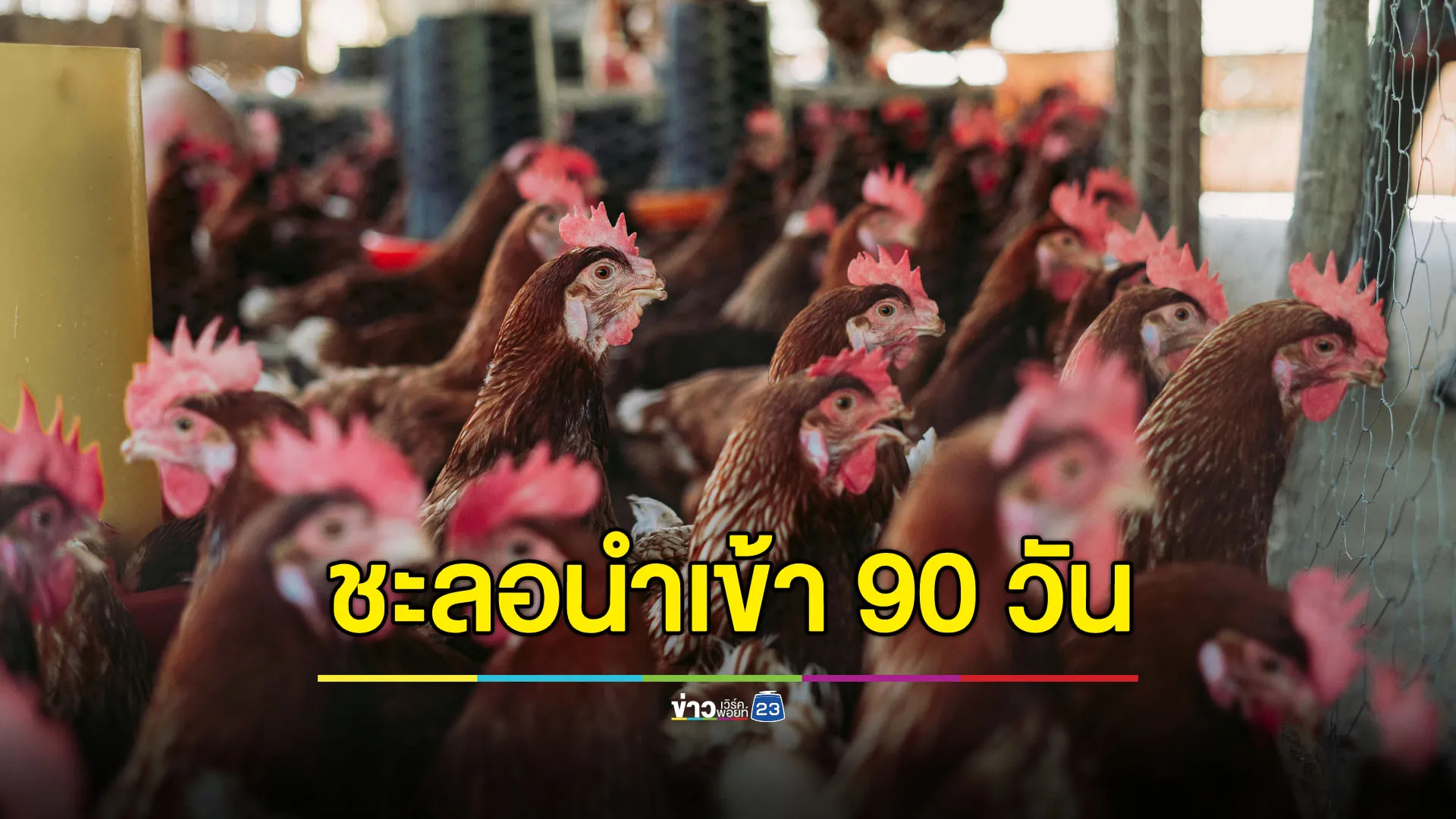 ชะลอการนำเข้าสัตว์ปีกจากกัมพูชา 90 วัน หลังพบไข้หวัดนก H5N1 ระบาด