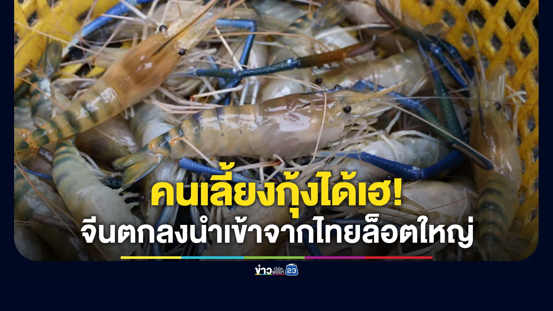 คนเลี้ยงกุ้งได้เฮ จีนตกลงซื้อกุ้งไทยล็อตใหญ่