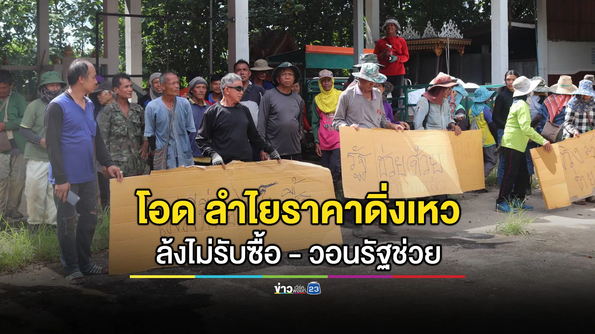 ชาวสวนลำไยร้องราคาดิ่งเหว ล้งไม่รับซื้อ วอนรัฐยื่นมือช่วย