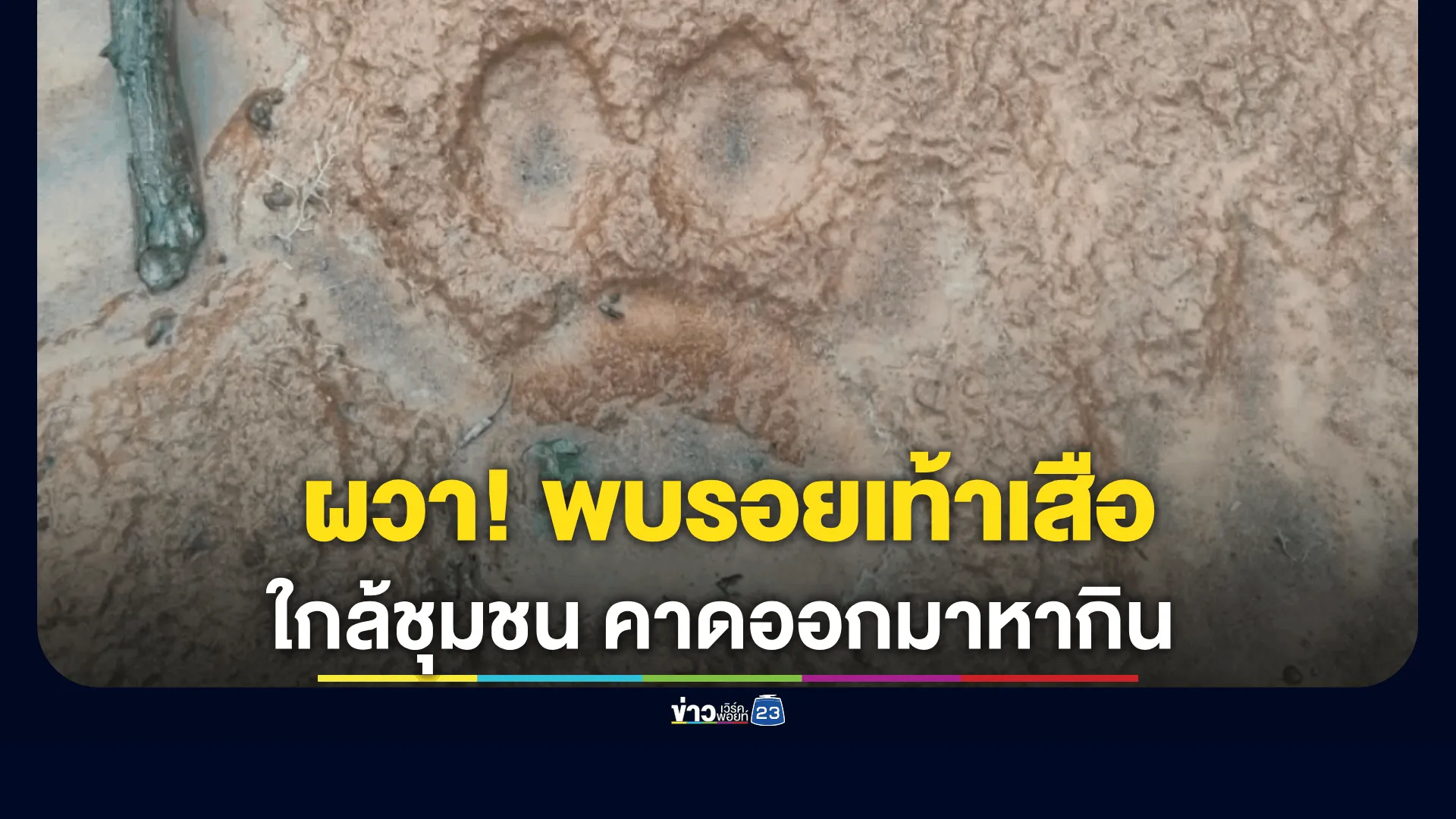 ชาวบ้านผวา! พบรอยเท้าเสือหลายตัวใกล้หมู่บ้าน คาดออกมาหากิน 