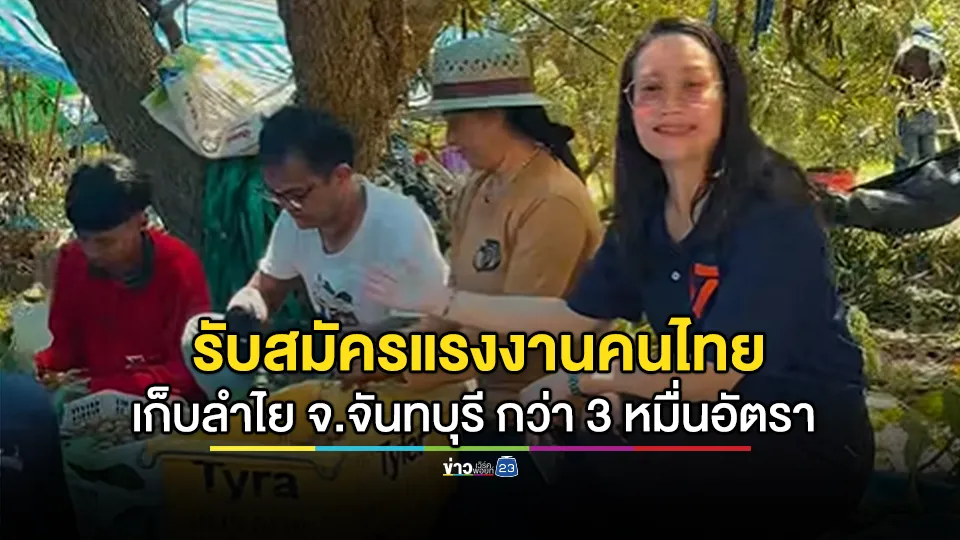 เปิดรับสมัครแรงงานคนไทยเก็บลำไย จ.จันทบุรี กว่า 30,000 อัตรา