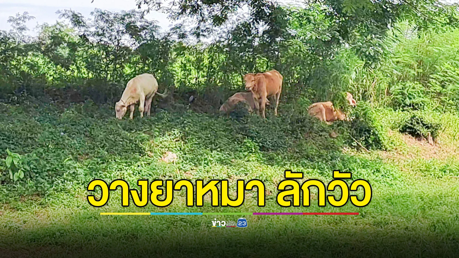 คนร้ายวางยาเบื่อหมา ก่อนลักวัวตัวโปรด ทิ้งรองเท้าแตะไว้เป็นหลักฐาน