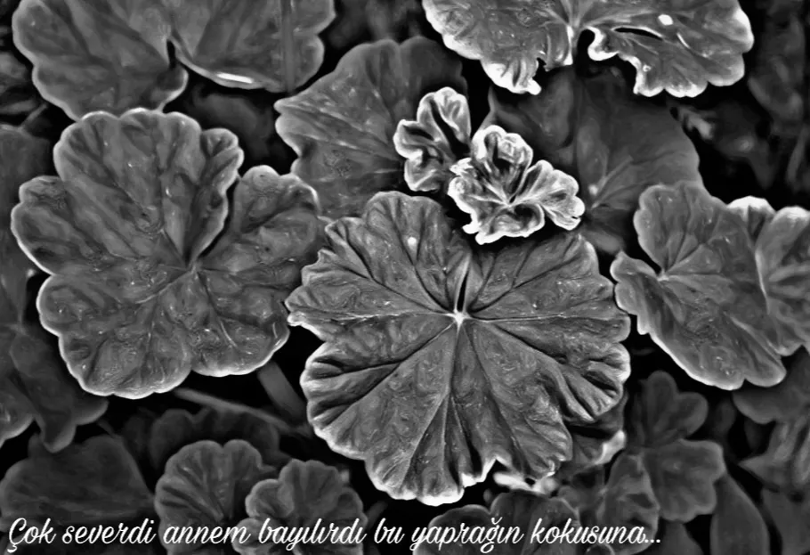 gecenin uğultuları - I bölüm görseli 2