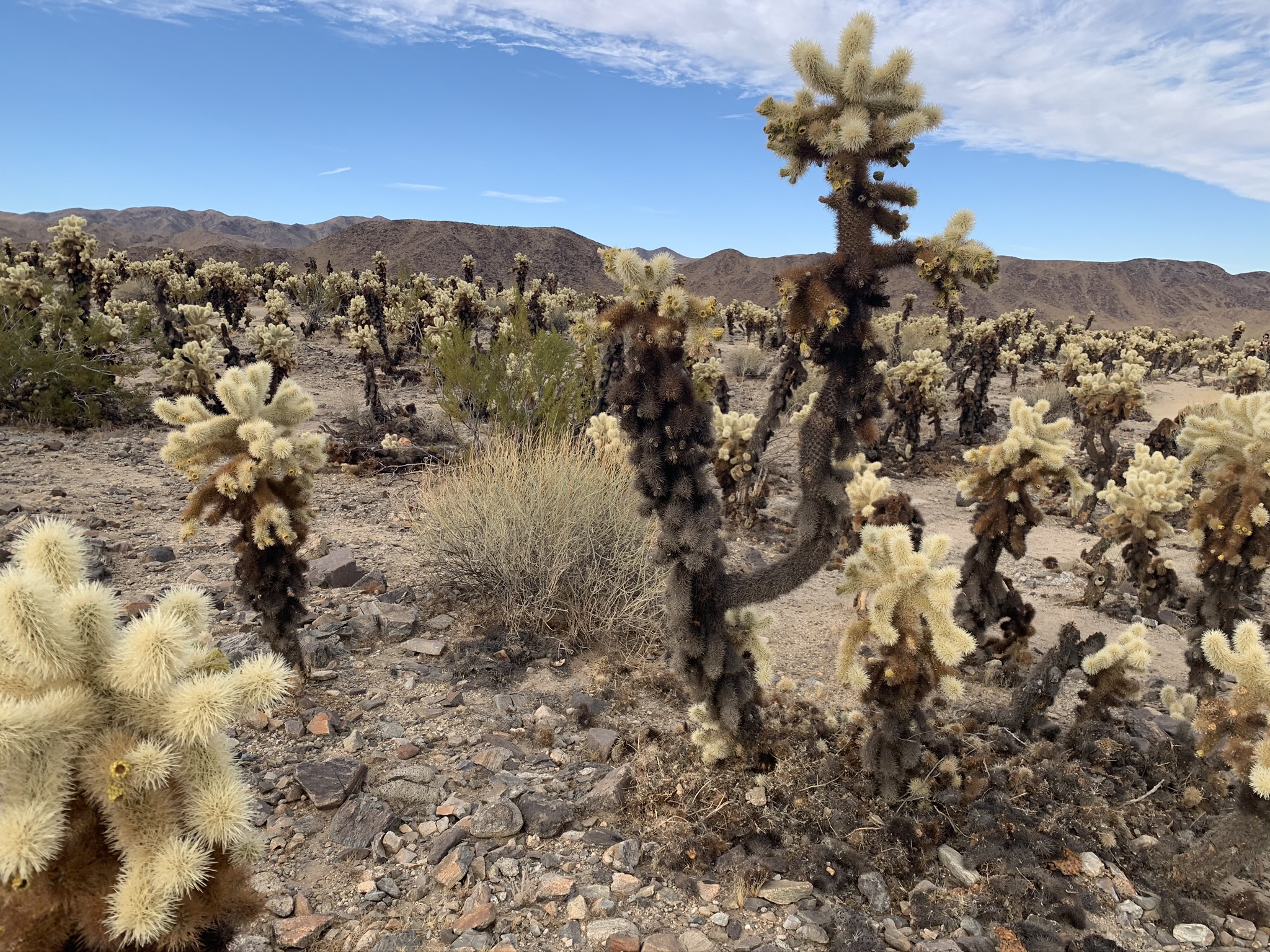 Personal Essay: The Joshua Tree