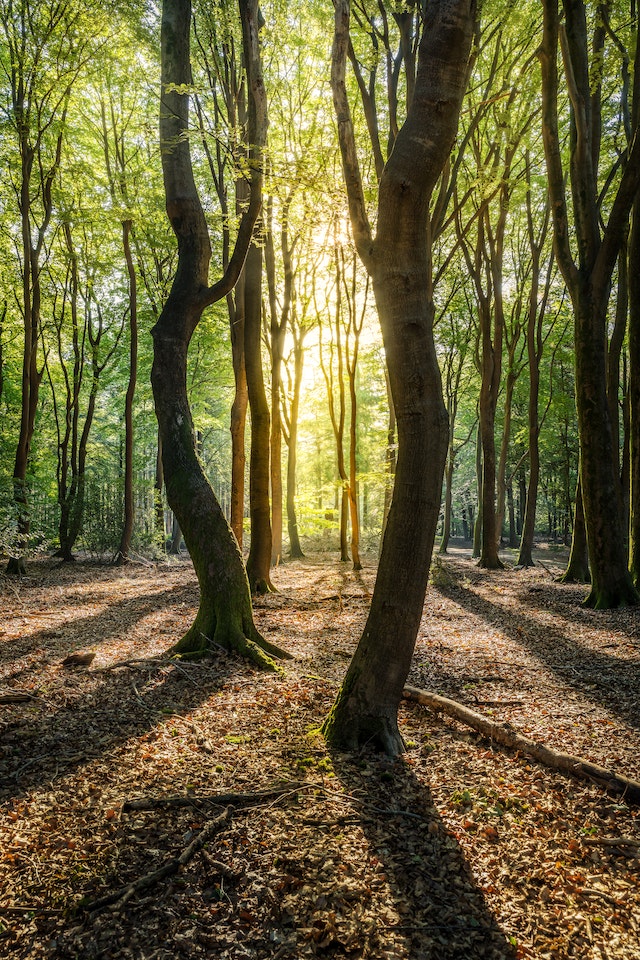 Green Project Management