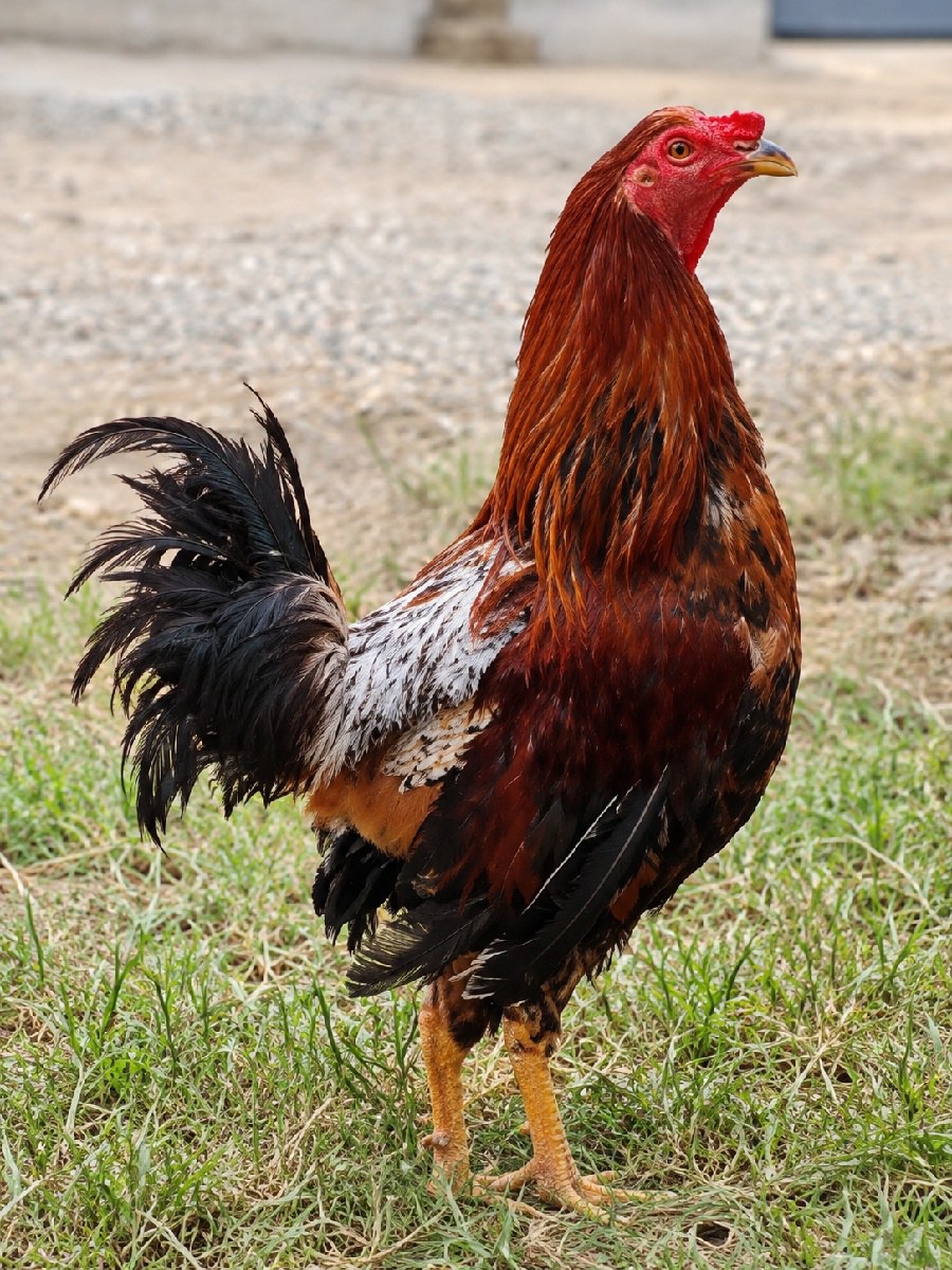 Gallo ají seco