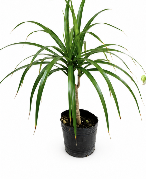 Plantas interiores