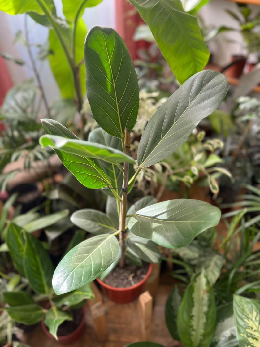 Vivero Begonia