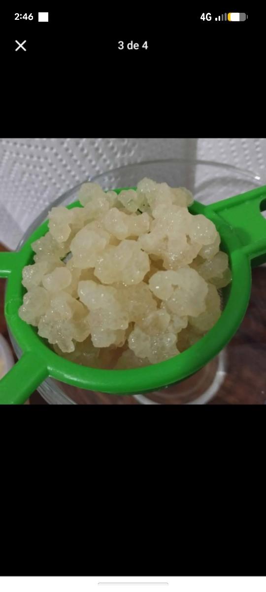 tibicos de agua organicos