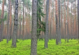 Solska Forest Landscape Park