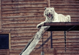 White Bengal tiger