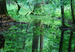 Zdjęcie: Podmokły las olszowy