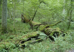 Przewalony pień w Puszczy Białowieskiej