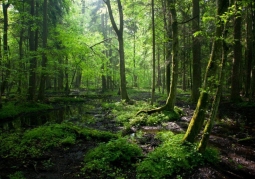Bialowieza Forest