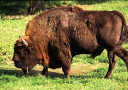 Photo: bison