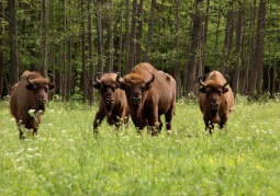 Żubry - symbol Białowieży