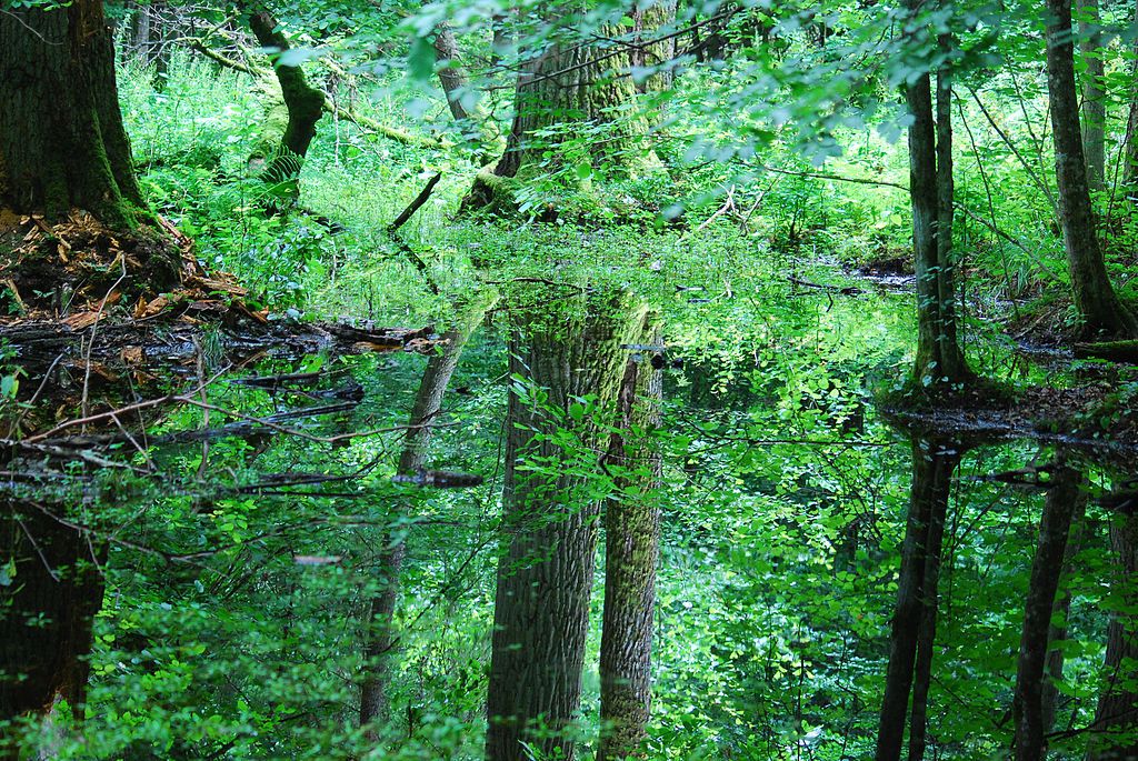 Bialowieza National Park