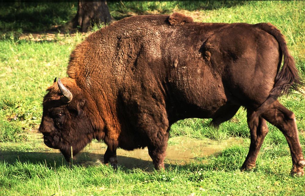 Bialowieza National Park