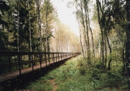 Footbridge among Biebrza marshes