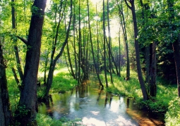 Tuchola Marshes