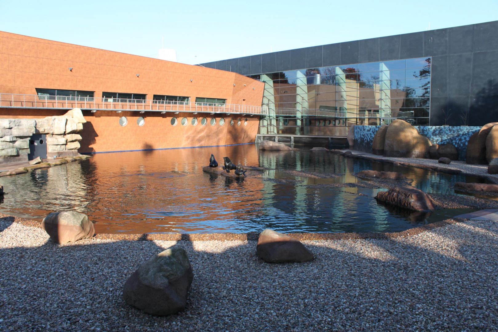 Outdoor pool of African cats