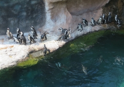 Pingwiny przylądkowe
