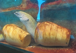 Eel