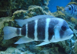 Banded bugs (Cyphotilapia frontosa) at the Wroclaw zoo