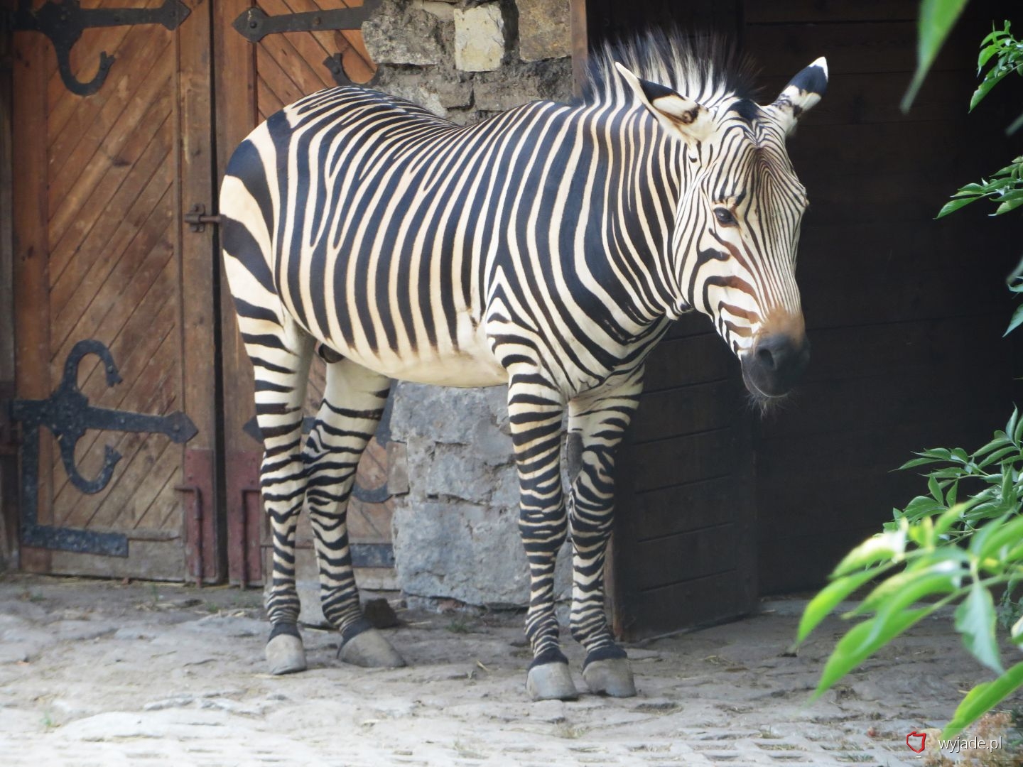 Zoological Garden