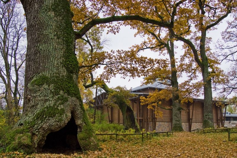 Bialowieza Forest