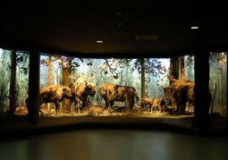 Muzeum Przyrodniczo - Leśne 
