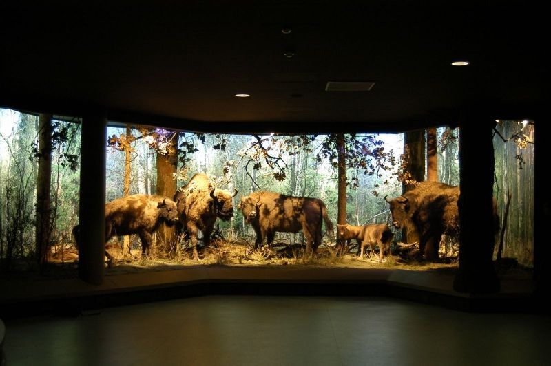 Museum of Nature and Forestry