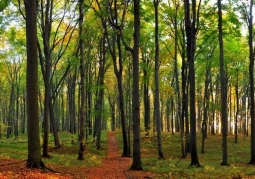 Photo: Bytom - Segiet beech reserve