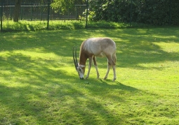 Photo: Sword Oryx