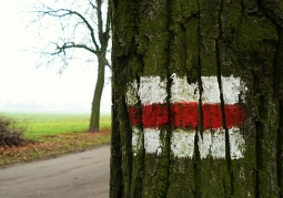Zdjęcie: Czerwony szlak w Rogalinie.