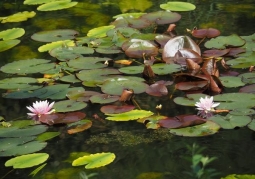 Nymphaea