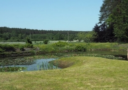 Ponds in the arboretum