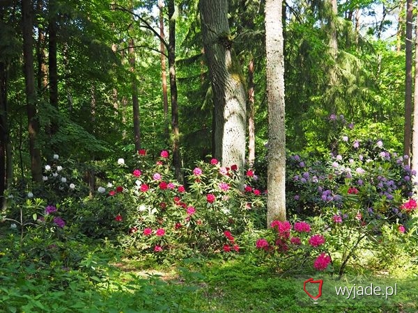 Arboretum im. Powstańców 1863r.