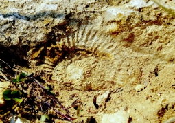 Rzędkowickie Rocks - Ammonite