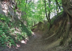 Ravine in spring