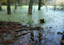 Swamp in the reserve