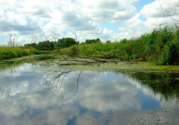 Jeziora cedyńskie