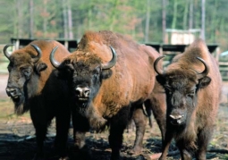 European Bison Show Farm - Wolin National Park