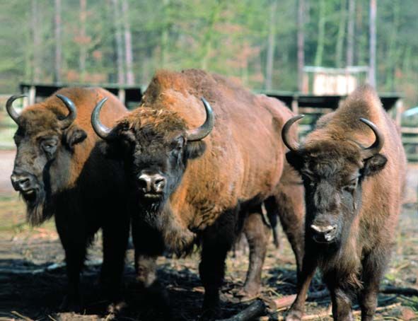 European Bison Show Farm